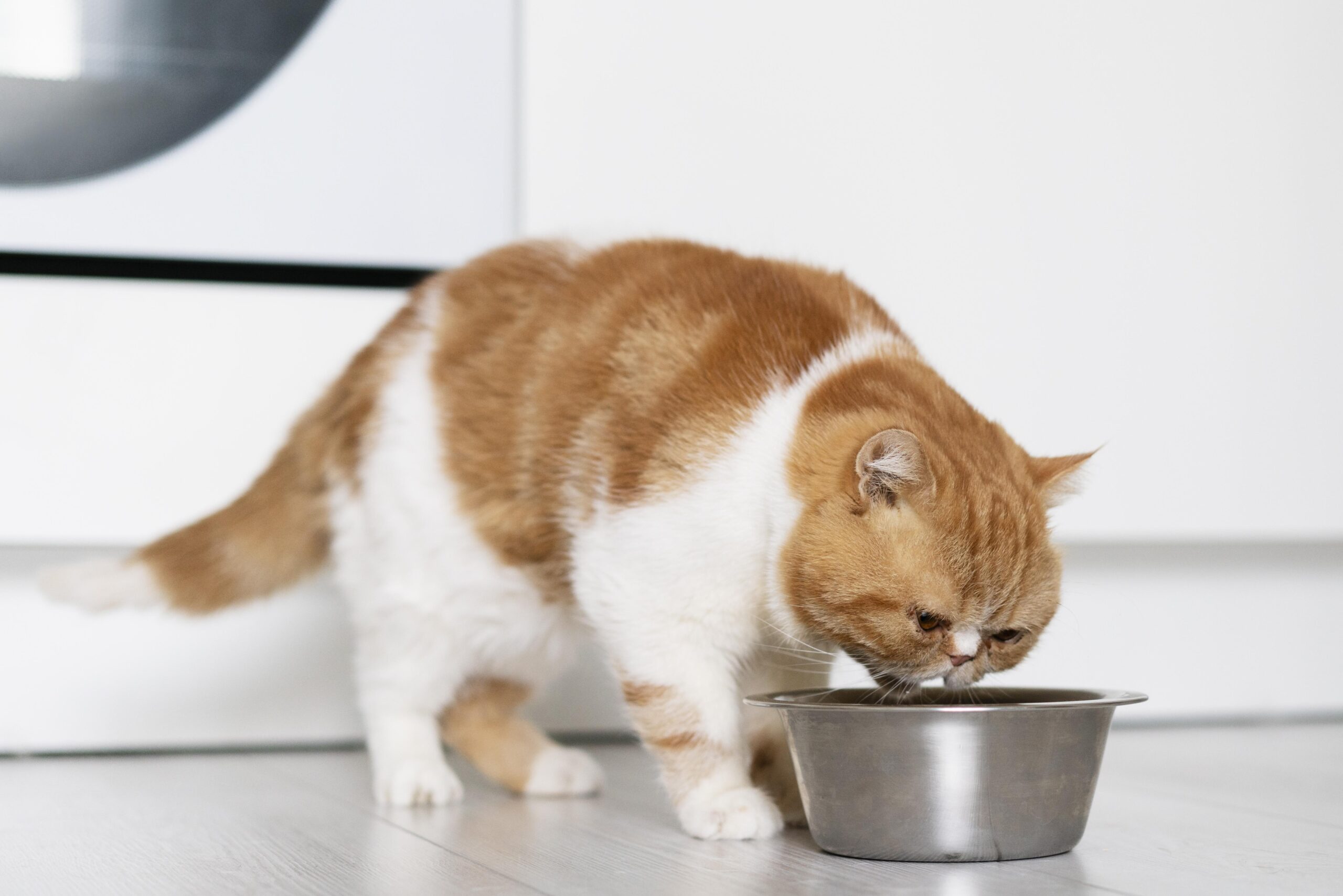 Cat Drinking From Bowl Scaled 1