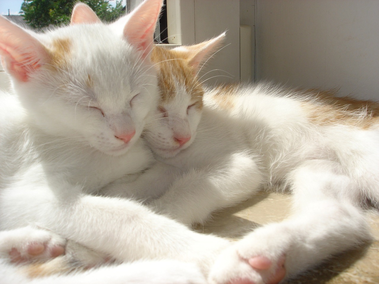 Siblings G2ea77bf7e 1280