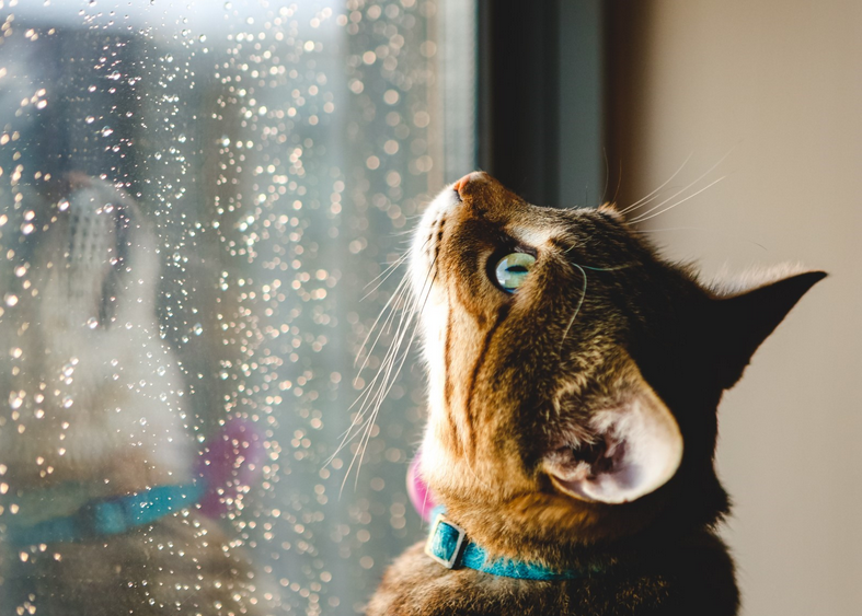 Are cats scared of thunderstorms