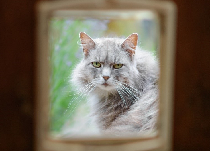 Should I Use An Electronic Cat Door At Home
