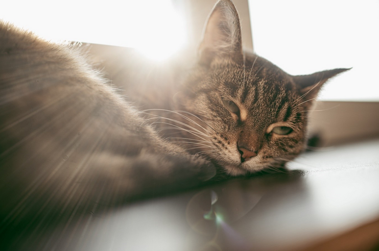 Keep Your Cats Cool In The Summer