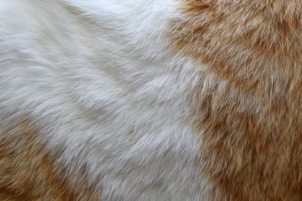 The Ultimate Cat Fur And Coat Guide For Cat Owners