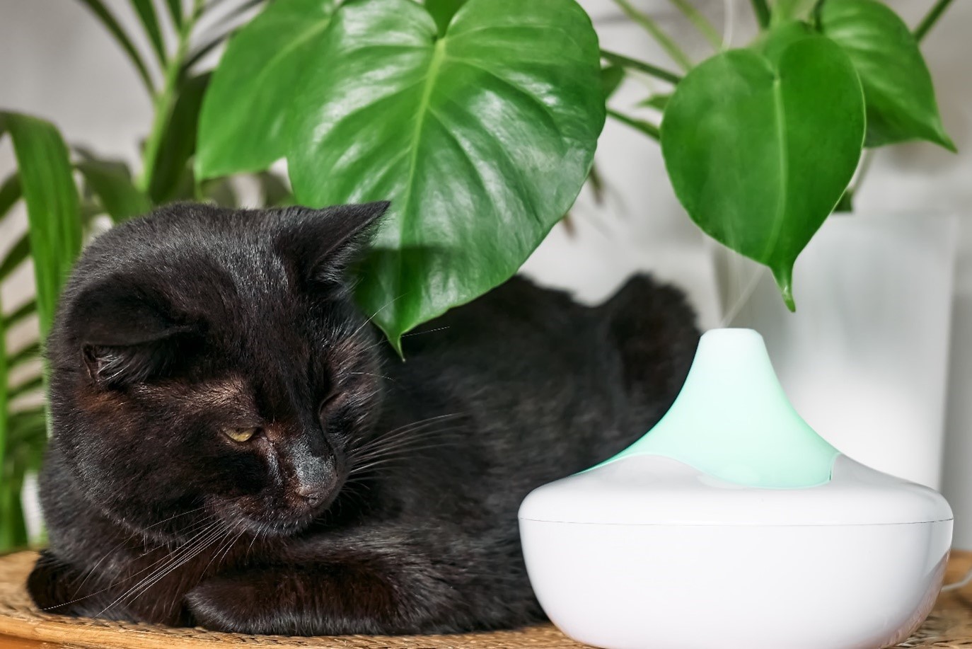 Are Humidifiers Safe For Cats