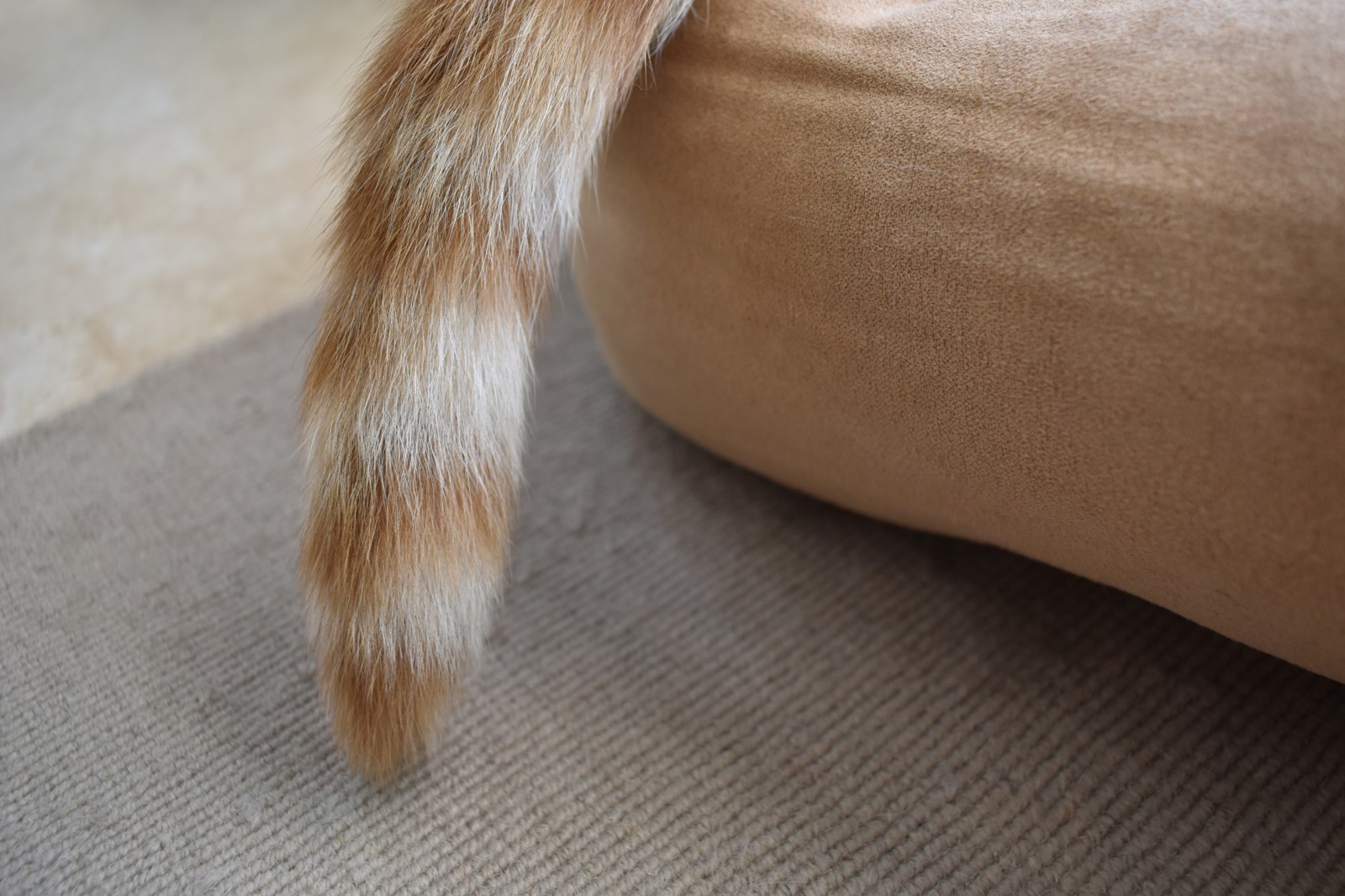 Can A Cats Tail Fall Out