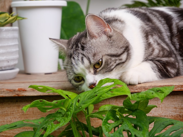 Cat eat plants