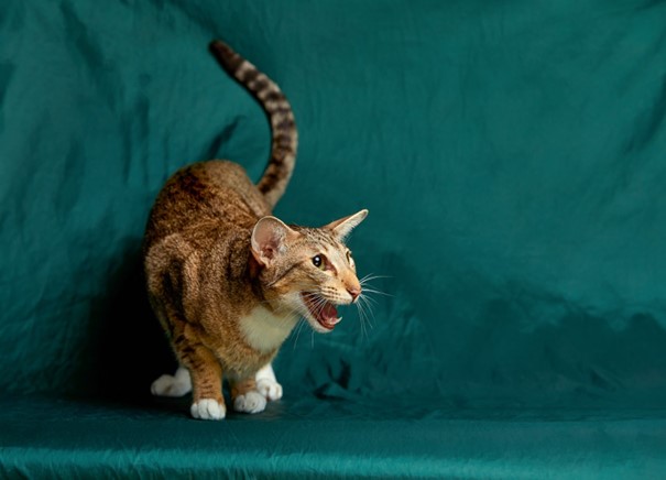 Decoding Cat Growls And Squeaks