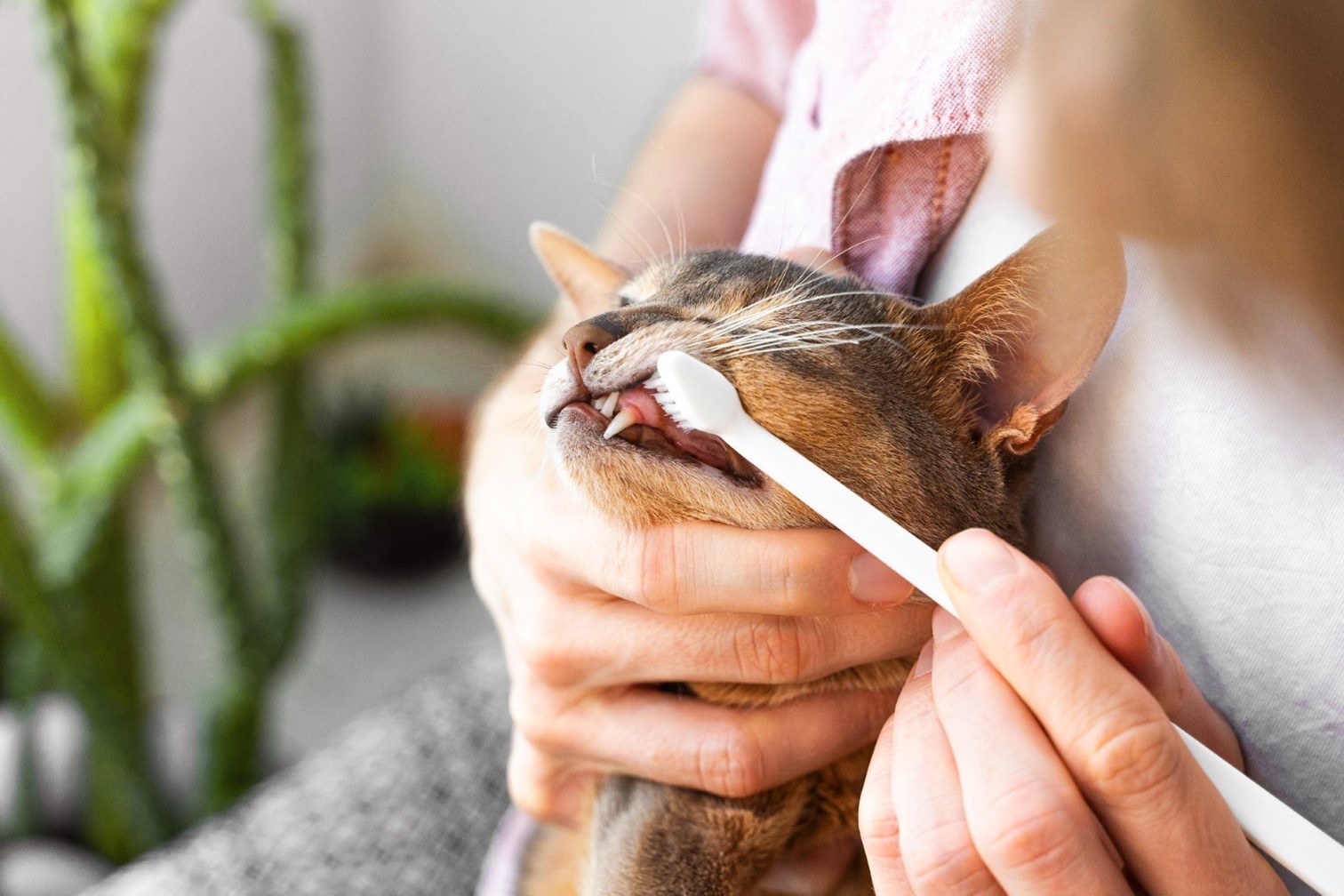 How To Remove And Prevent Plaque On Your Cats Teeth