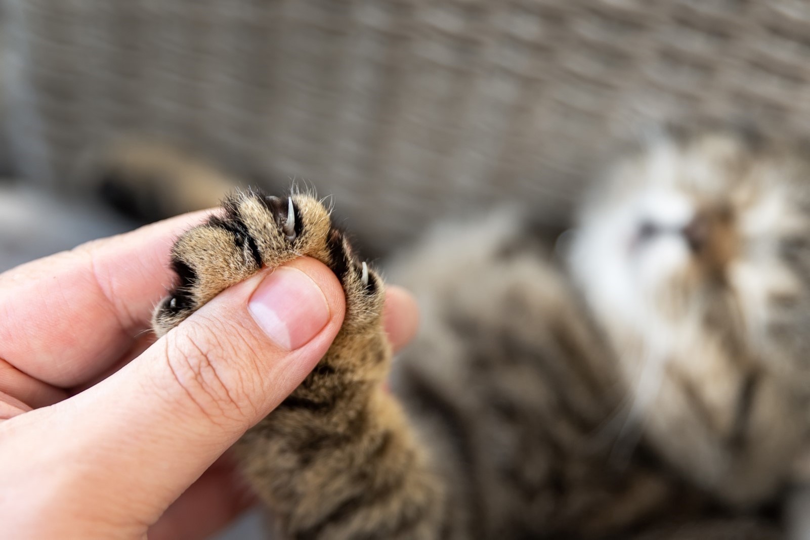 How To Trim Your Cats Claws