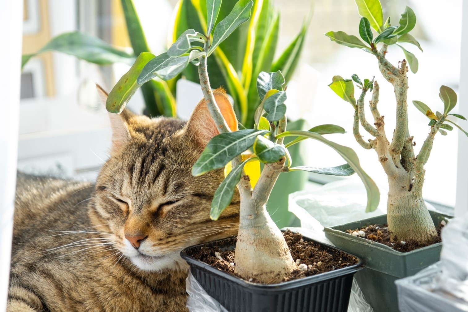 Is This Plant Safe For My Cat