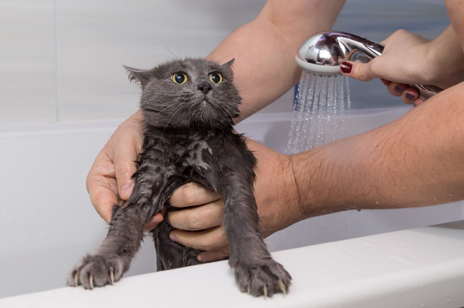 What Shampoo Should I Use To Clean My Cat