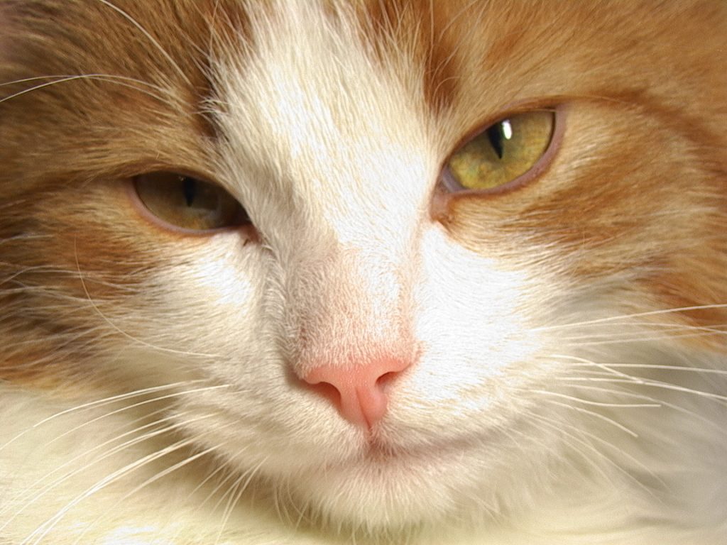 cat-1399857
