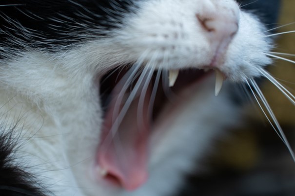 Cat Got Bad Breath