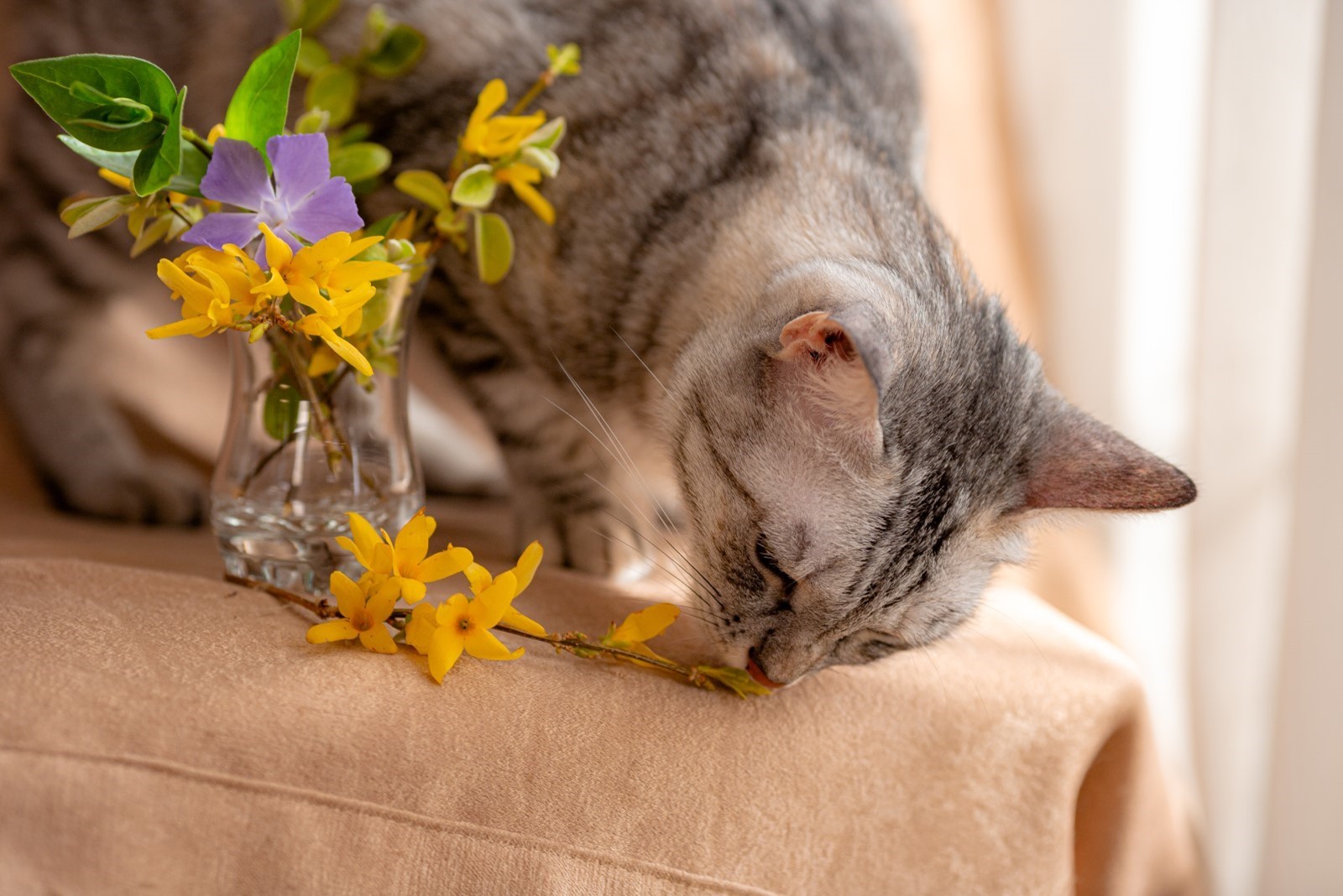 How To Protect Your Feline Friend