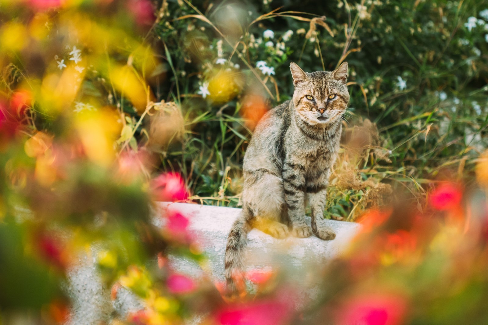 How To Keep Neighbours Cats Out Of Your Garden