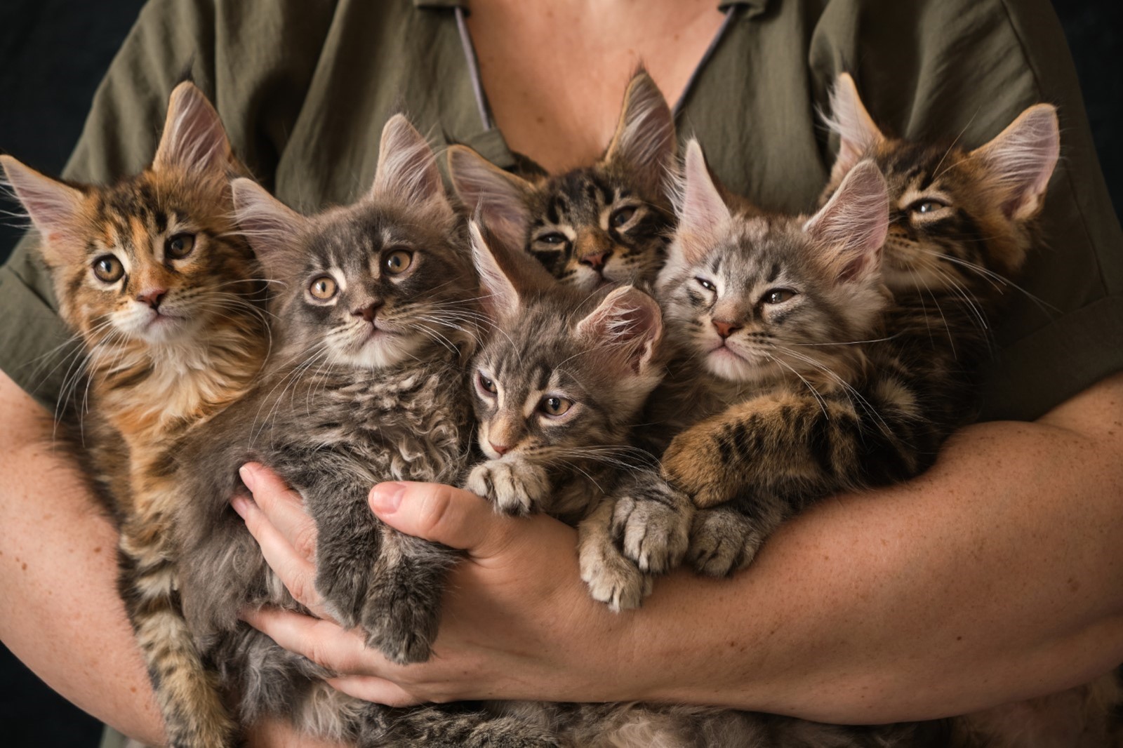 The Ultimate Cat Naming Guide