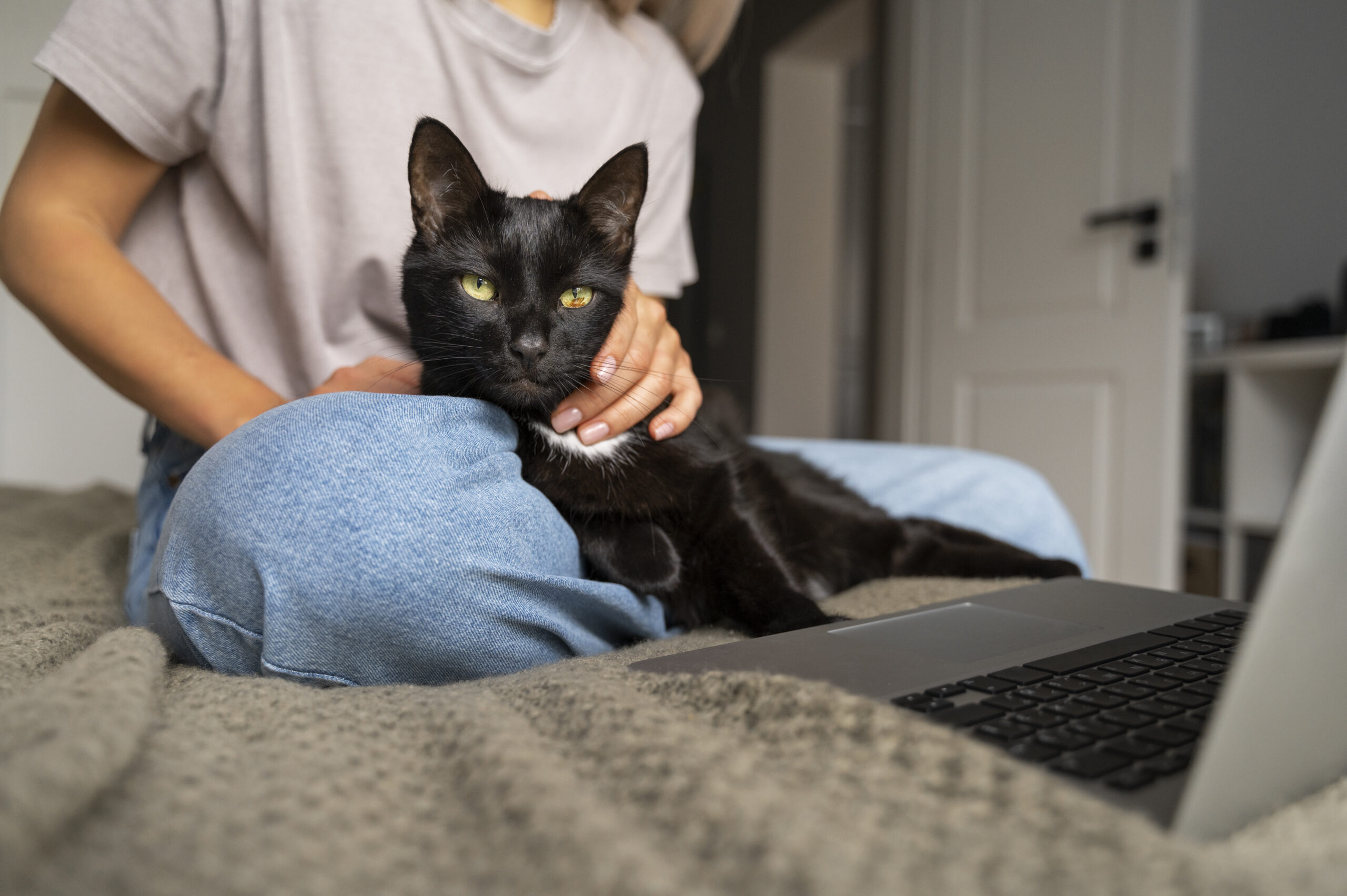 Cute Cat Spending Time Indoors Scaled 1
