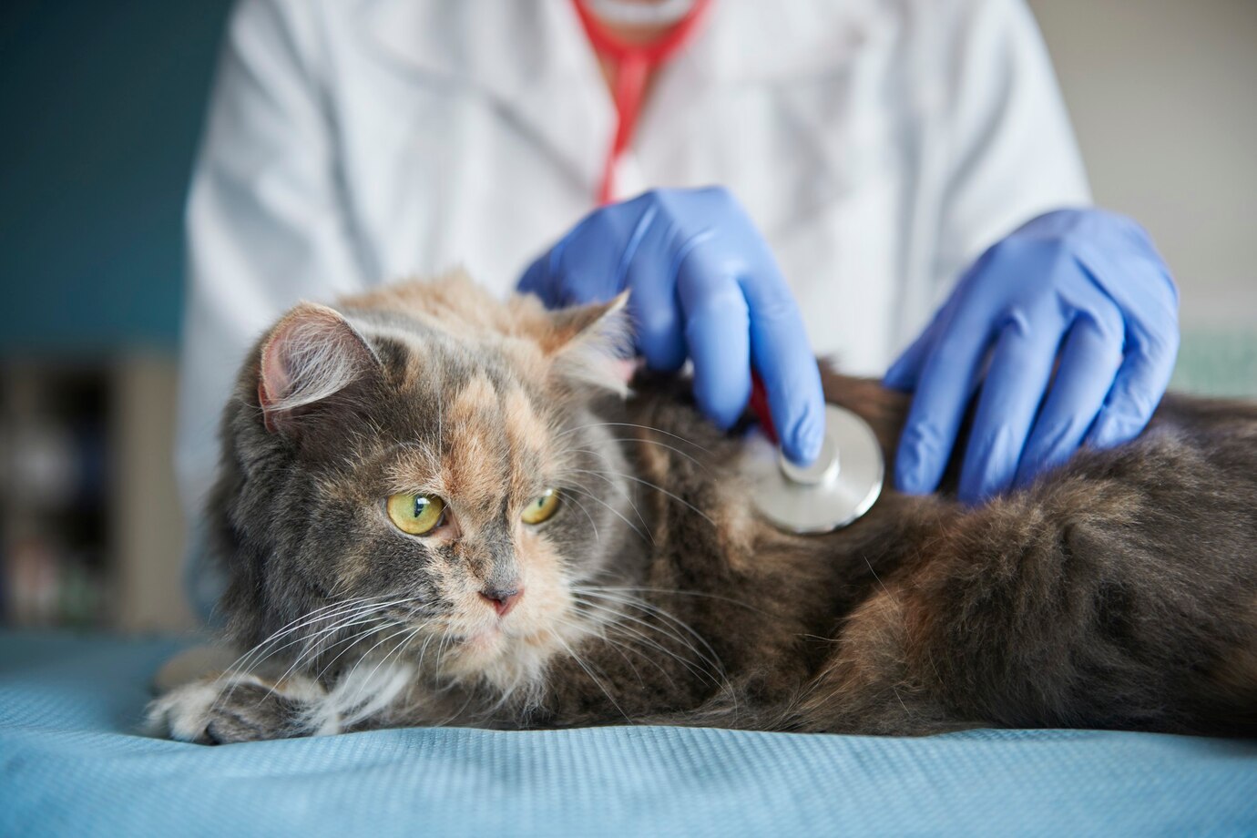 Doctor Testing Animal With Stethoscope 329181 10392