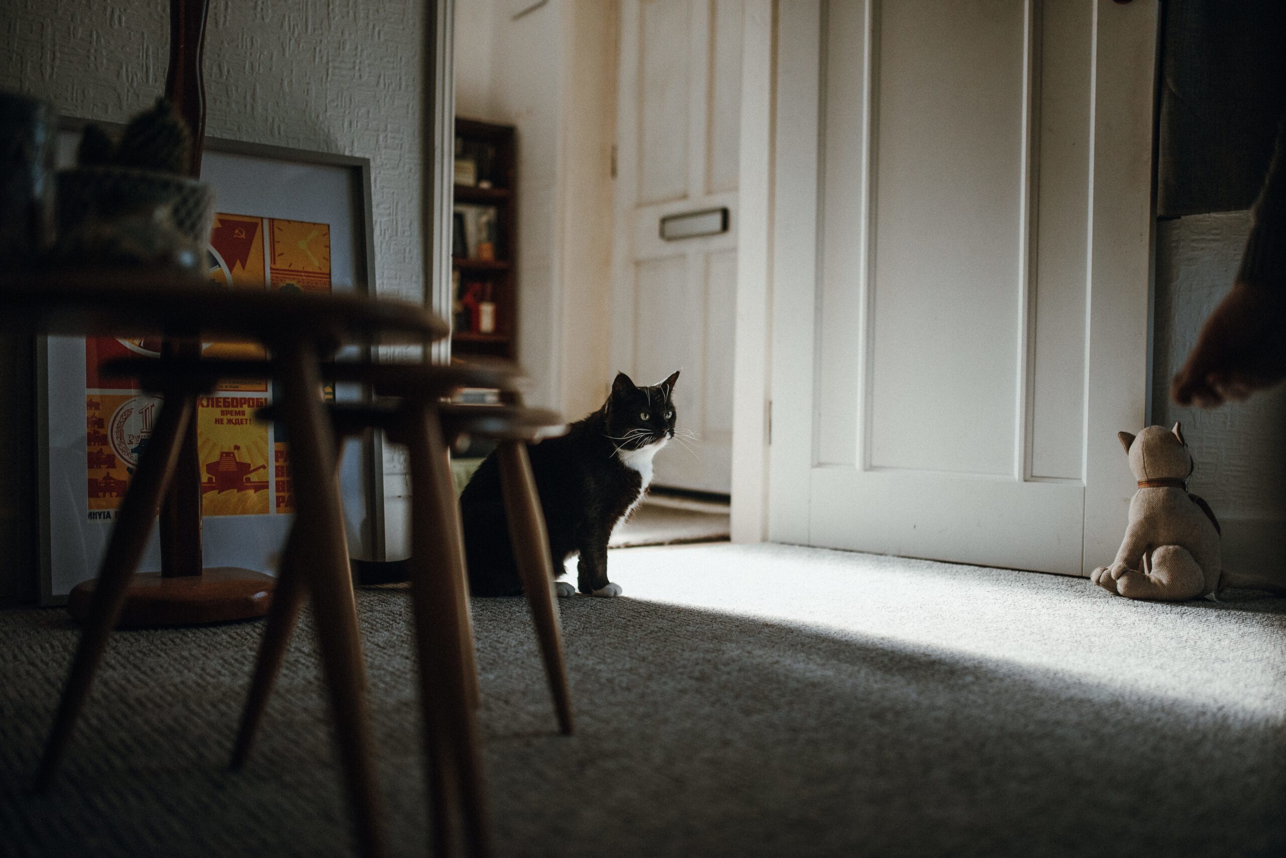 Shot Black Domestic Cat Floor Middle Room Near Door2 Scaled 1