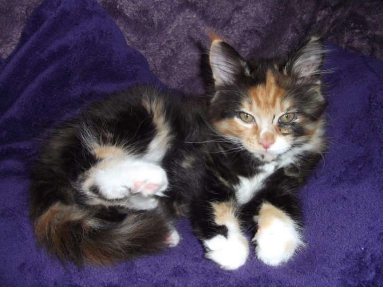 Calico Maine Coon cats