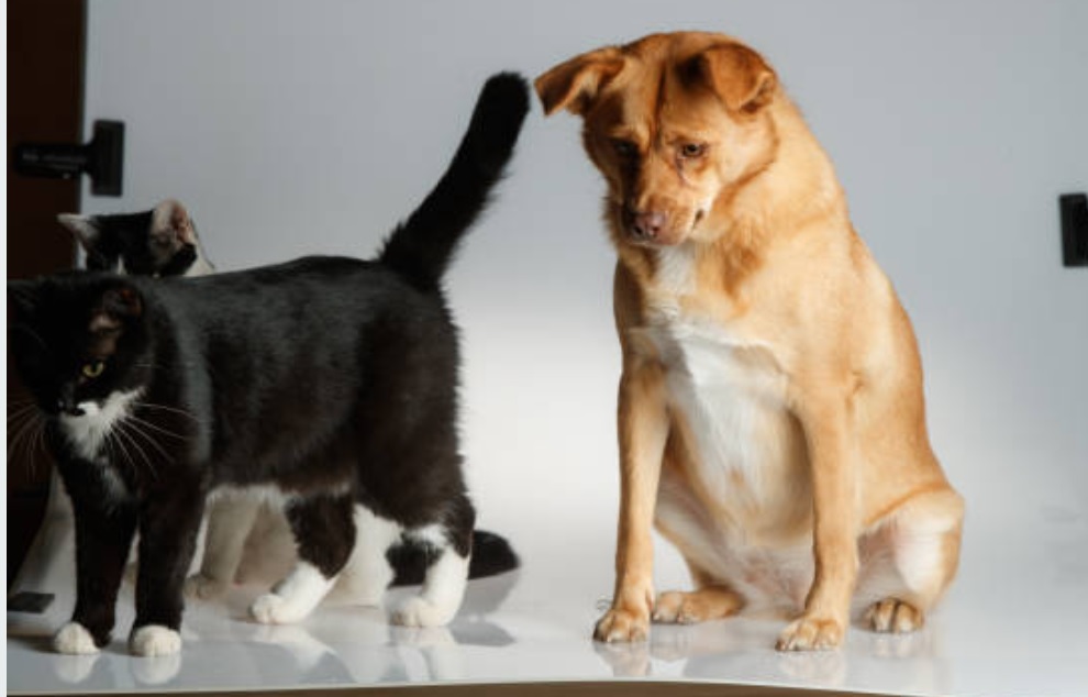 maine coon size comparison to dog