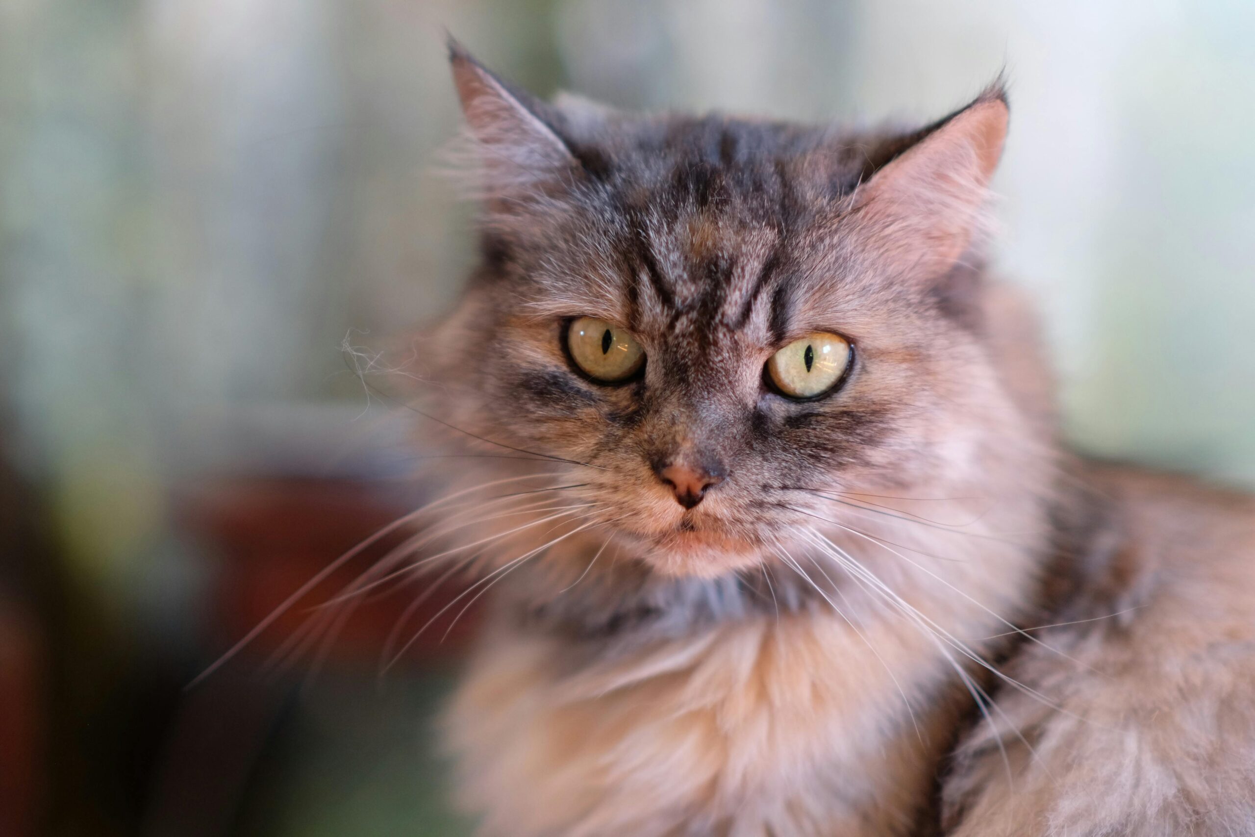 Maine Coon Mix