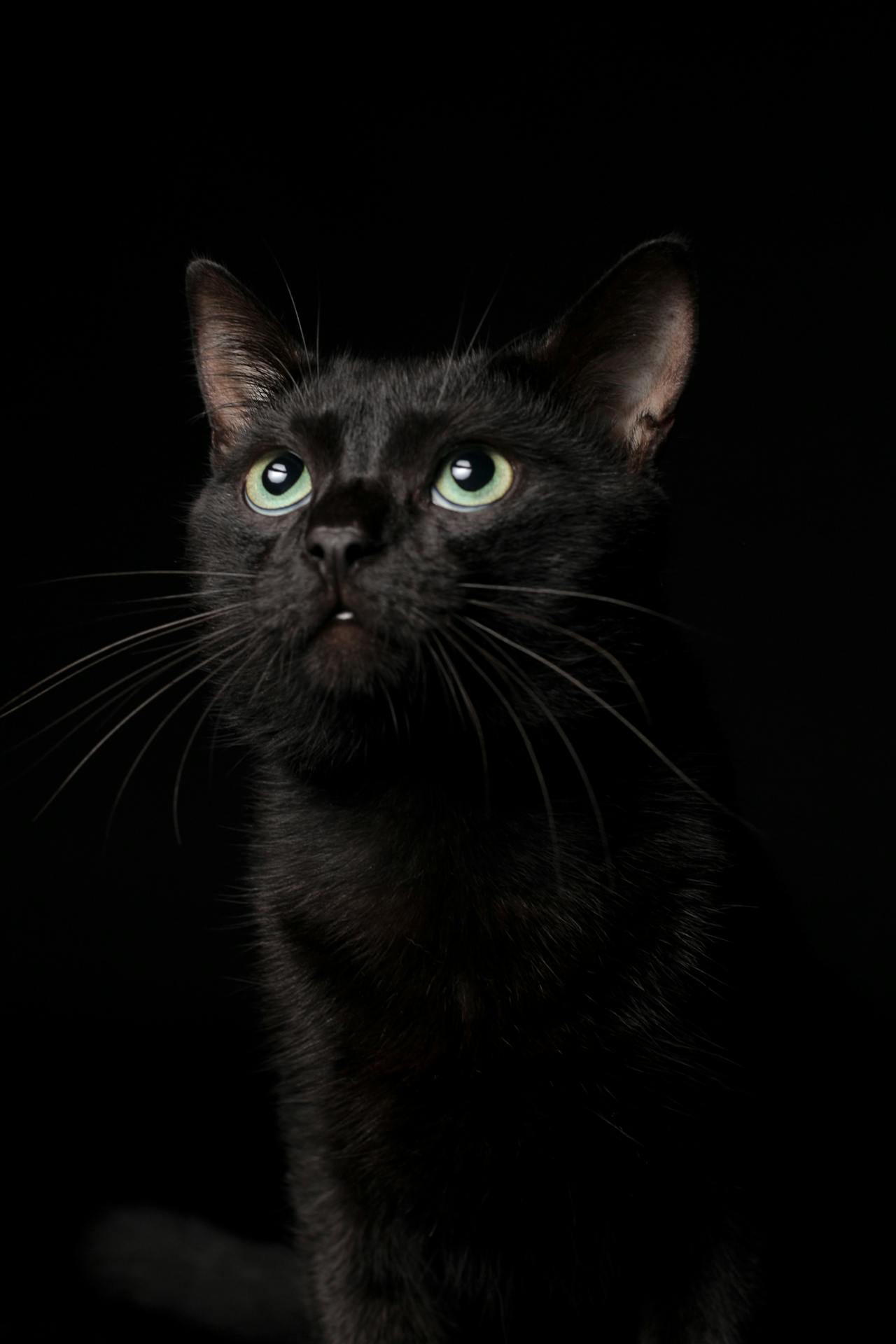 black maine coon