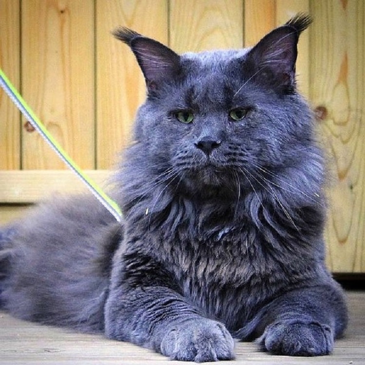 Russian Maine Coon Blue Mix