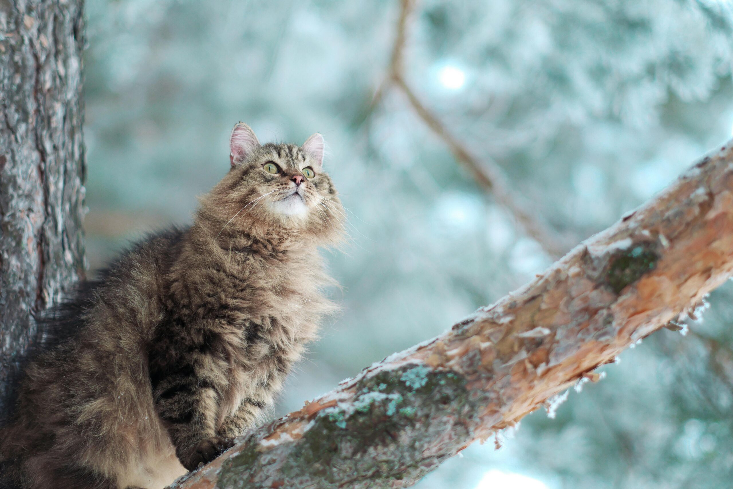 Russian Maine Coon