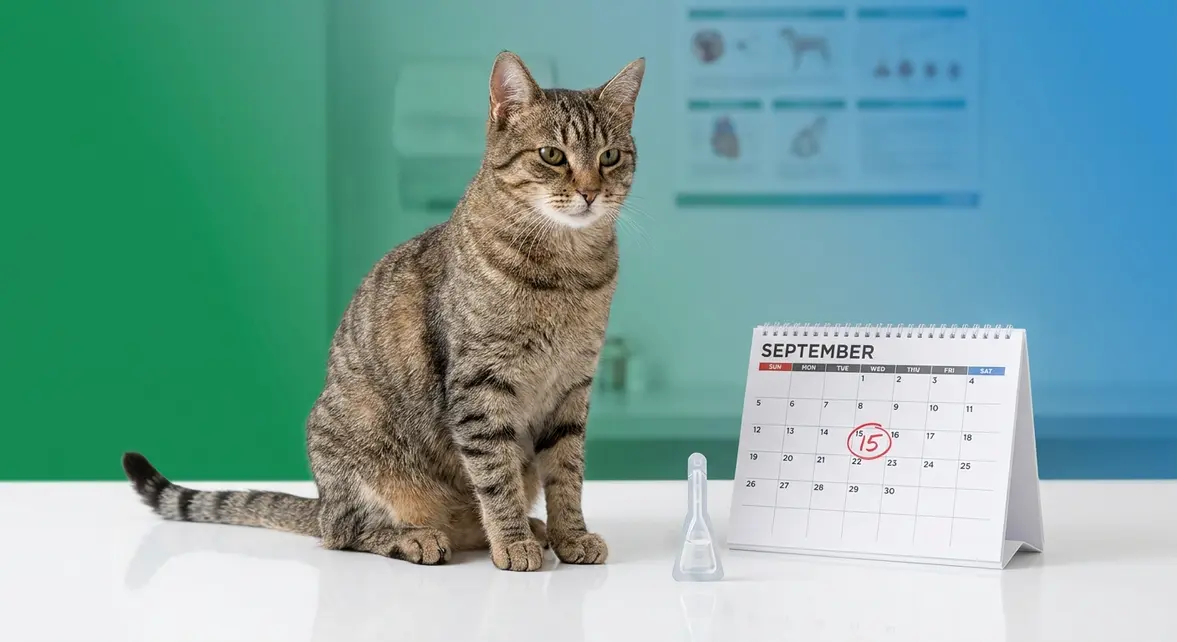 How often to use flea treatment on cats shown with monthly calendar and spot-on pipette