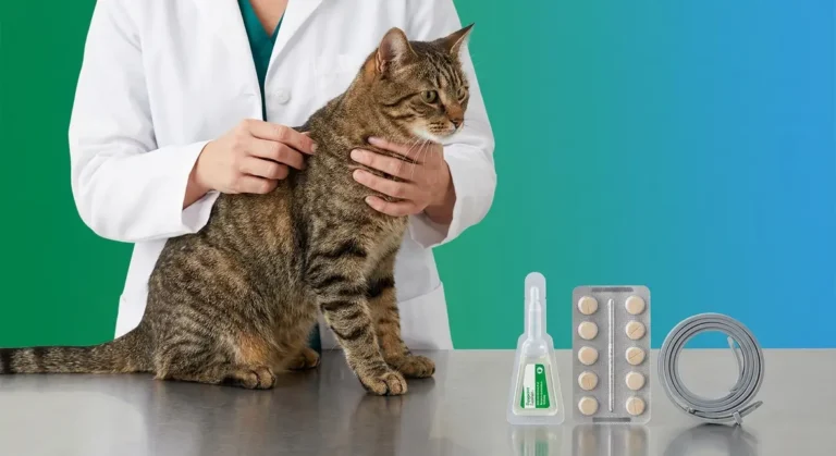 Veterinarian examining a cat next to three types of flea treatment products on a clinic table