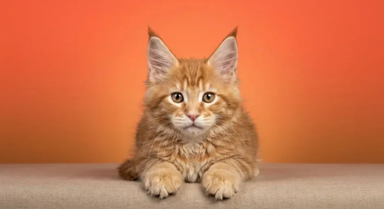 Maine Coon kitten showing how to identify key traits including square muzzle and lynx-tipped ears