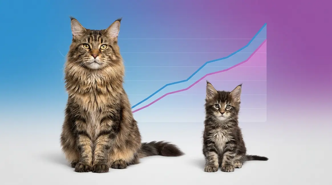 Maine Coon size chart by age showing adult male beside growing kitten on blue purple gradient