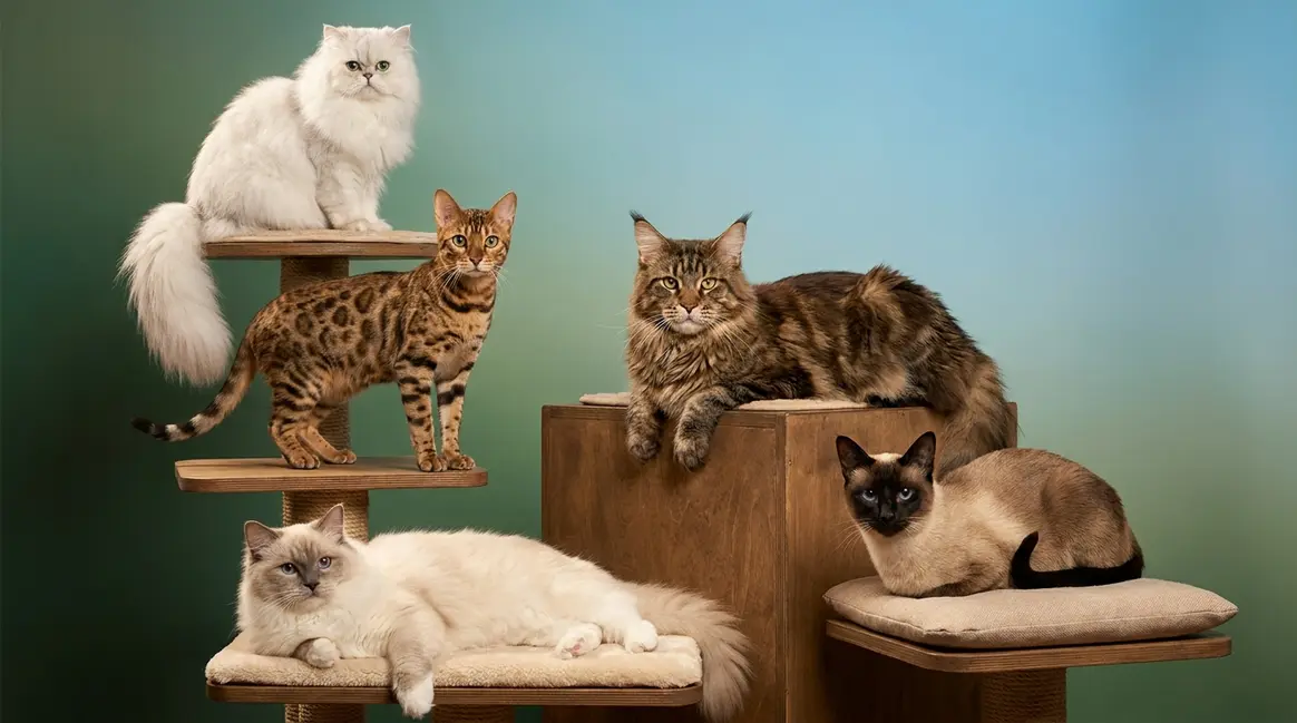 Cat Care Tips by Breed: The Complete 2026 Guide