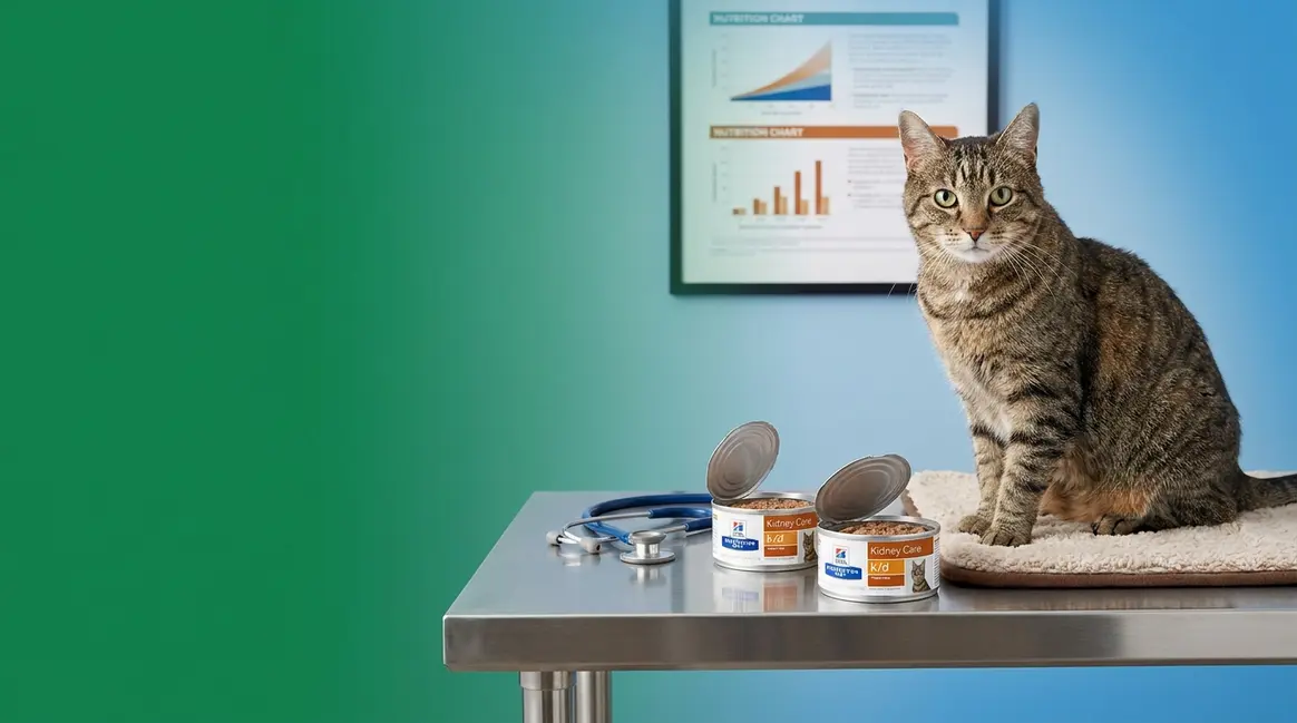 Senior cat beside prescription kidney disease cat food cans and veterinary nutrition chart