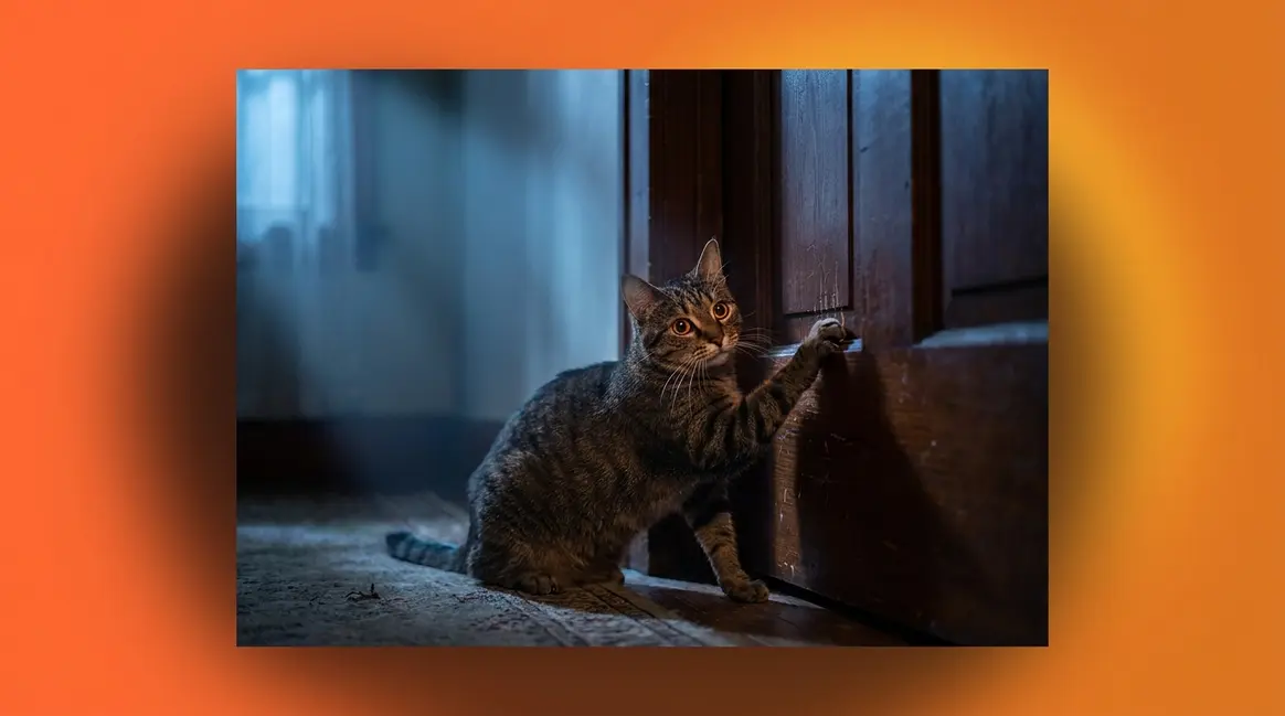 Cat Scratching Door at Night? How to Stop It for Good
