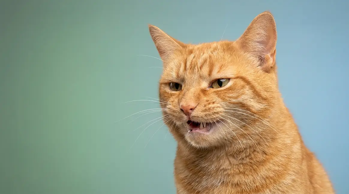 Cat teeth grinding causes and warning signs illustrated by cat with open mouth showing dental discomfort
