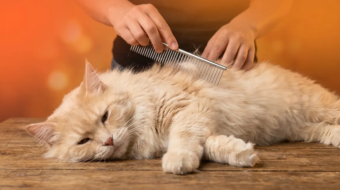 How to Groom a Long-Haired Cat: 5-Step Guide