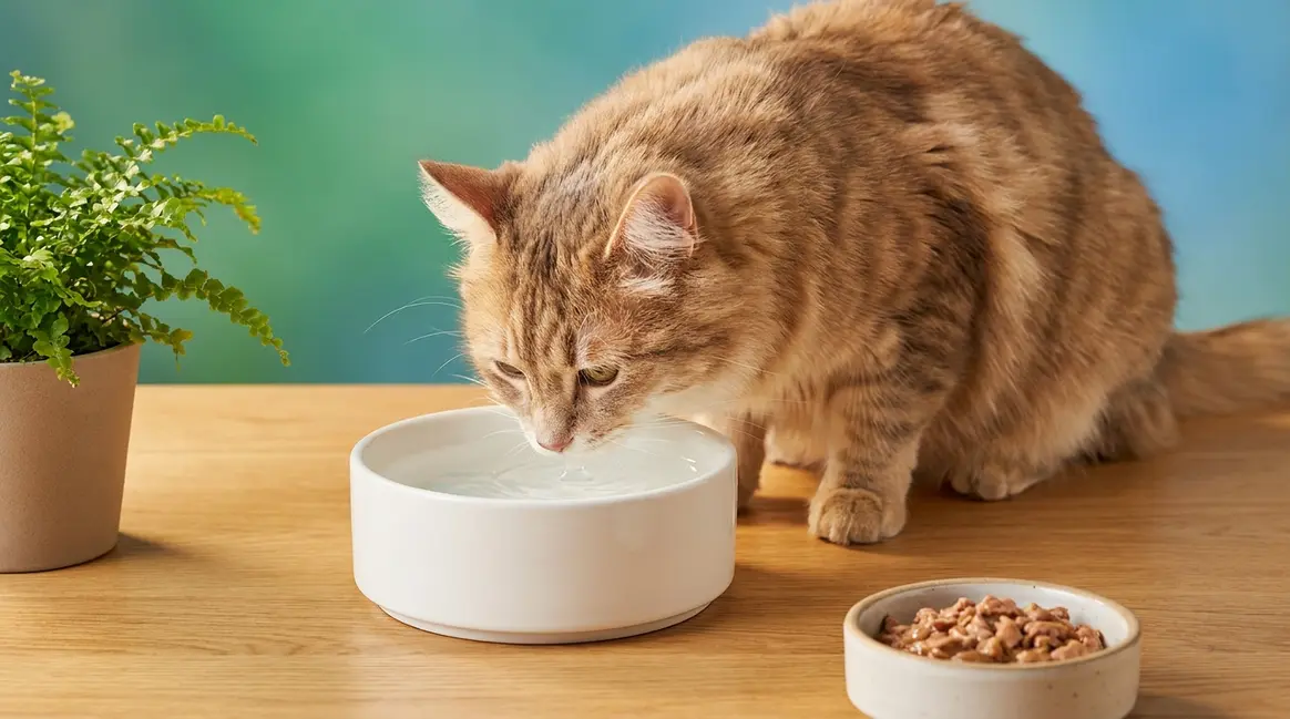 How to keep cats hydrated — cat drinking from a clean ceramic water bowl at home